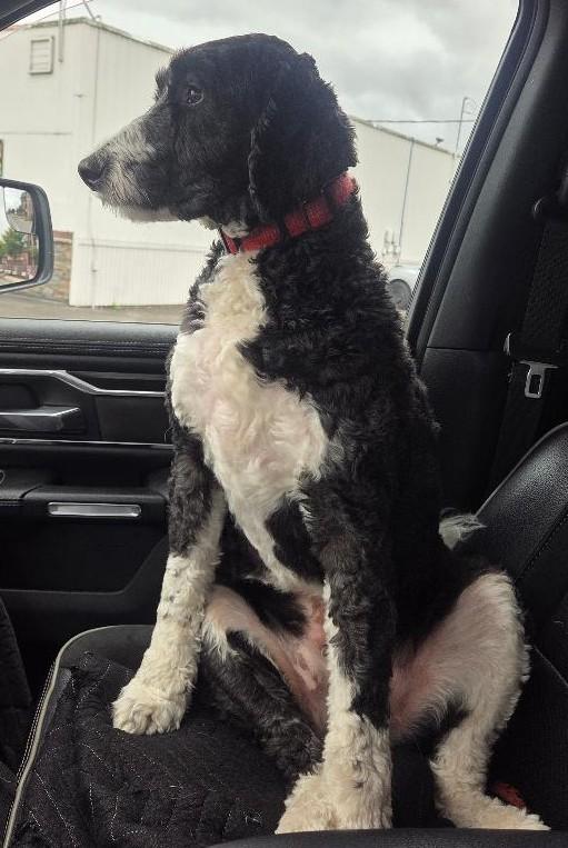 Ollie, ADOPTABLE, Adult Male Bernadoodle.