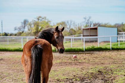 Enlarge Jenny, a Adoptable mixed breed in Fort Worth, TX image 1/3