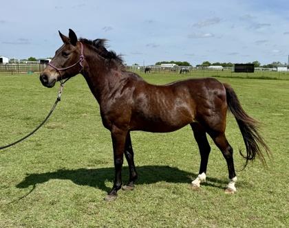 Jenny, Adoptable, Adult Female Saddlebred & Arabian.