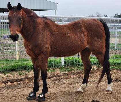 Enlarge Jenny, a Adoptable mixed breed in Fort Worth, TX image 3/3