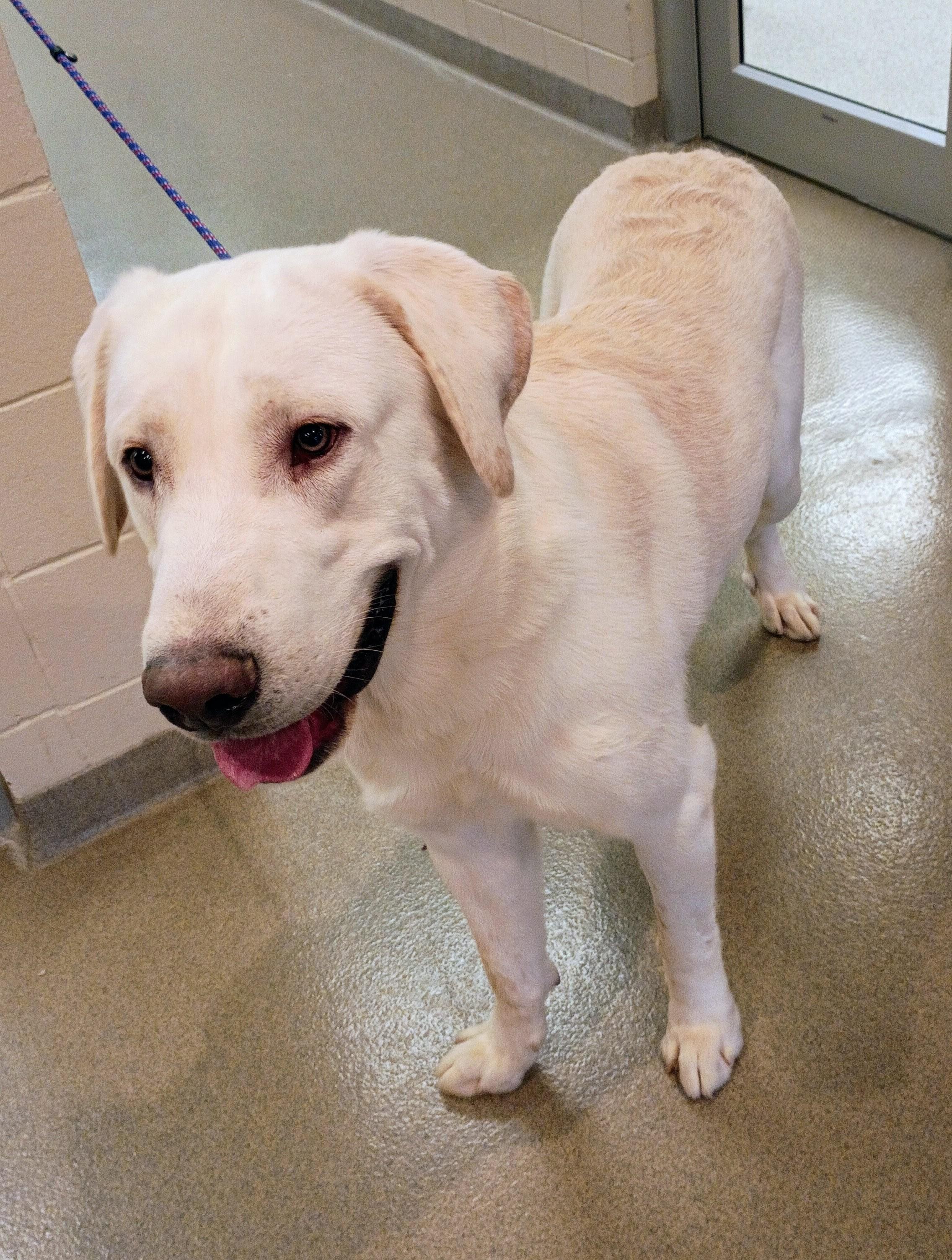 Moose, an adoptable Labrador Retriever, Mastiff in Kearney, NE, 68845 | Photo Image 1