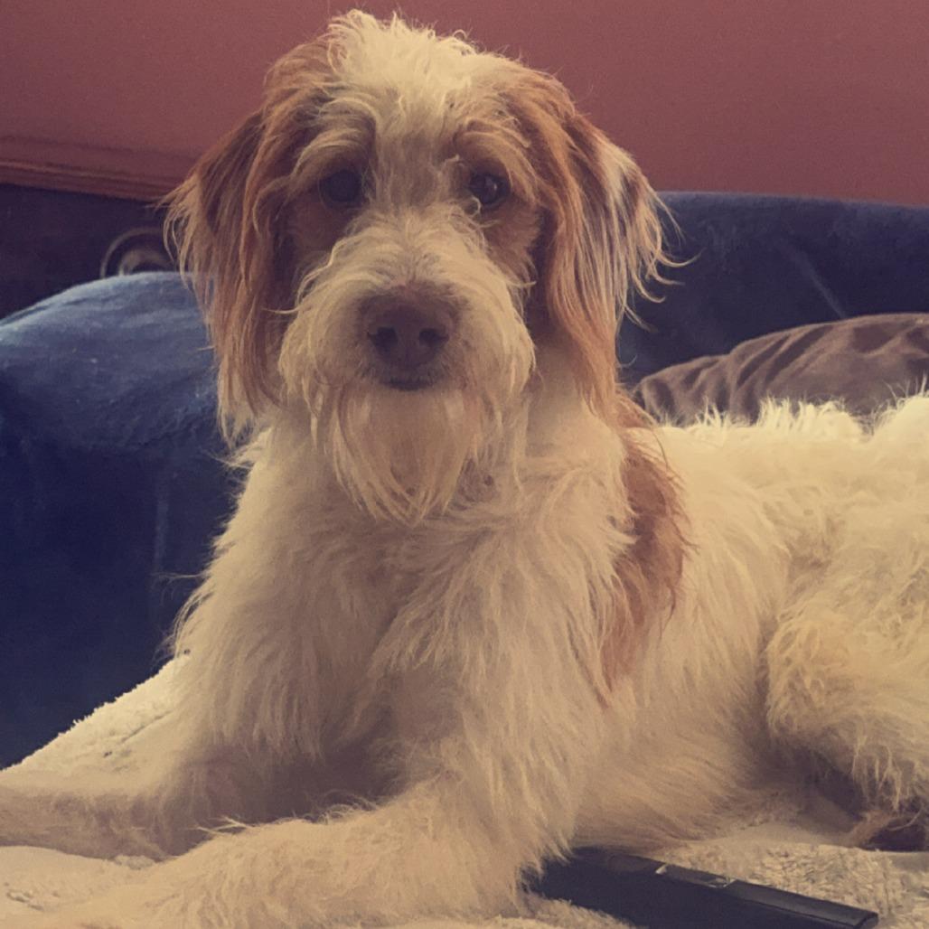 Ash, ADOPTABLE, Adult Male Poodle.