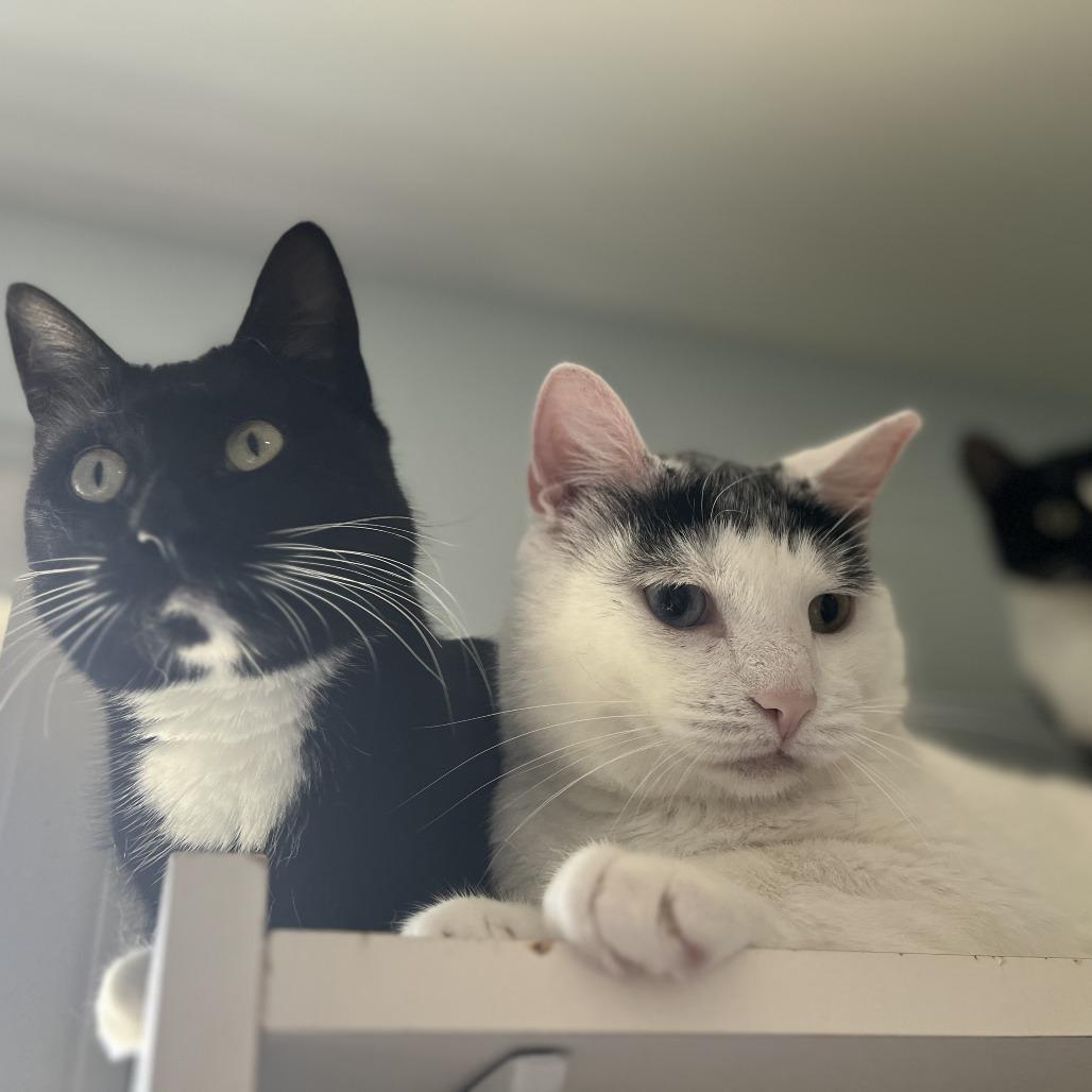 Bowie, Adoptable, Adult Male Domestic Short Hair.