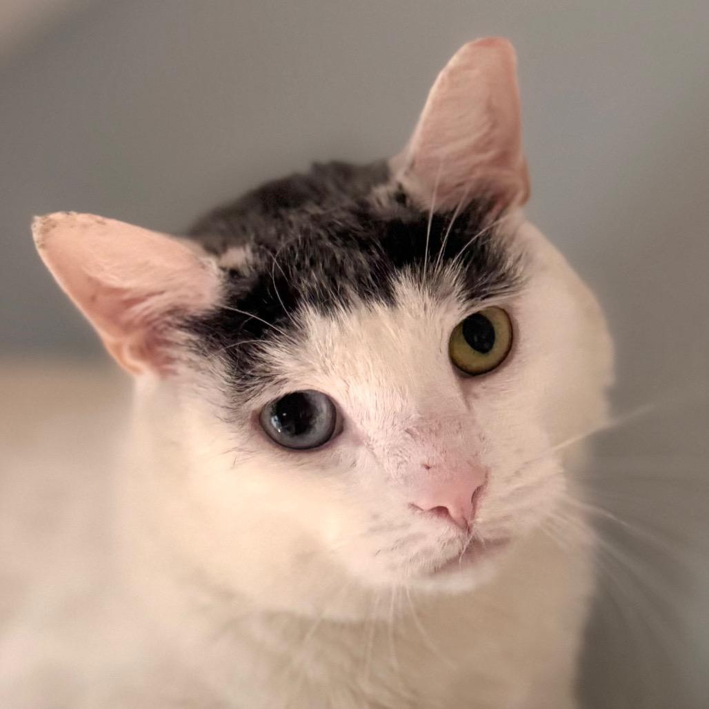 Bowie, a Adoptable Domestic Short Hair in Salisbury, MA image 2/4