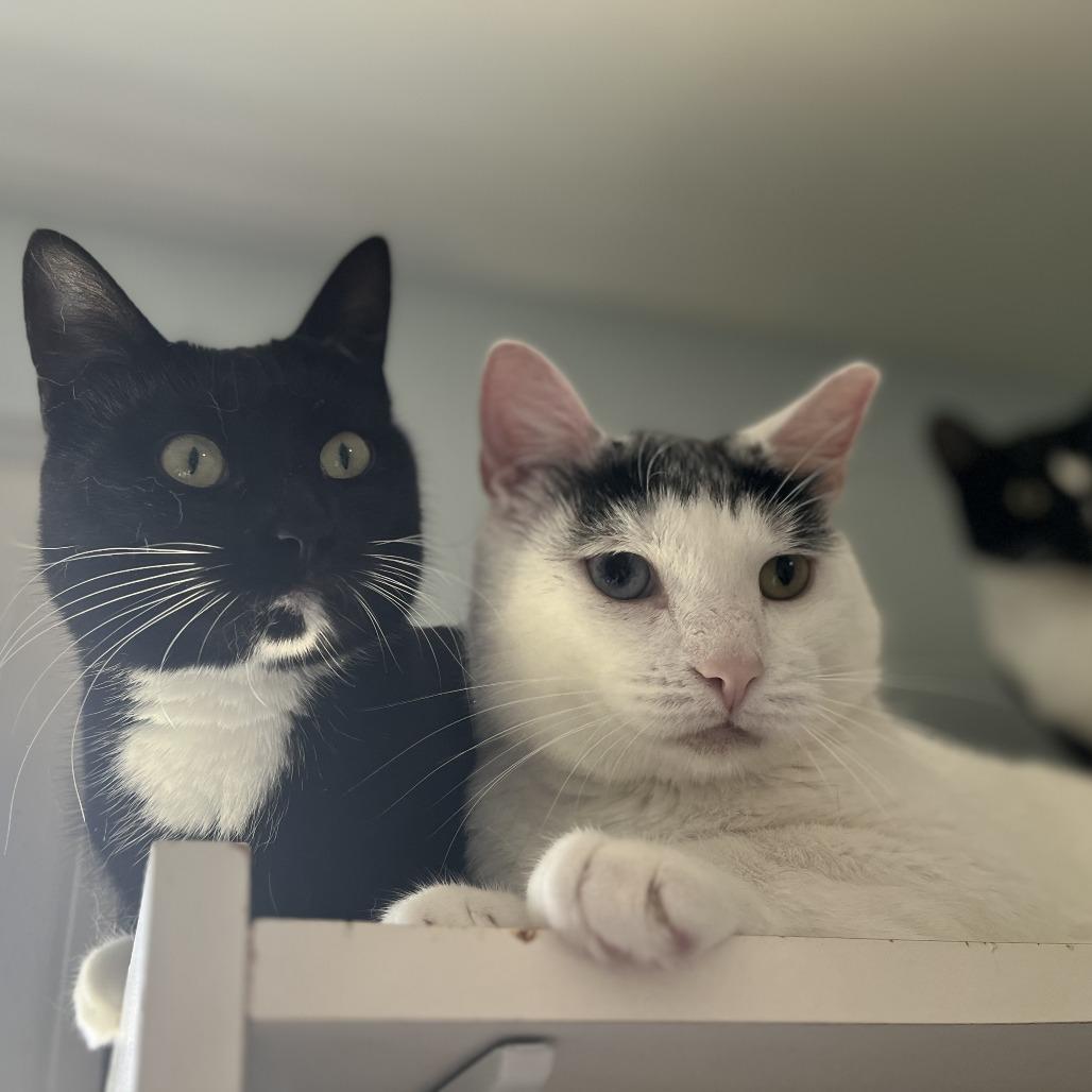 Bowie, a Adoptable Domestic Short Hair in Salisbury, MA image 3/4