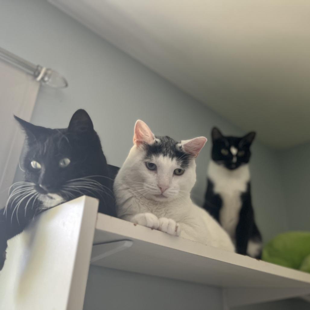Bowie, a Adoptable Domestic Short Hair in Salisbury, MA image 4/4