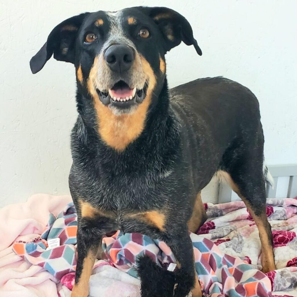 Enlarge Doris, a Adoptable mixed breed in Aldie, VA image 1/3