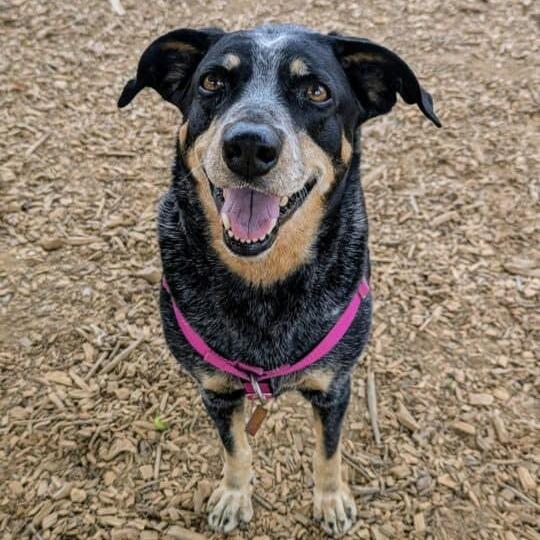 Enlarge Doris, a Adoptable mixed breed in Aldie, VA image 2/3