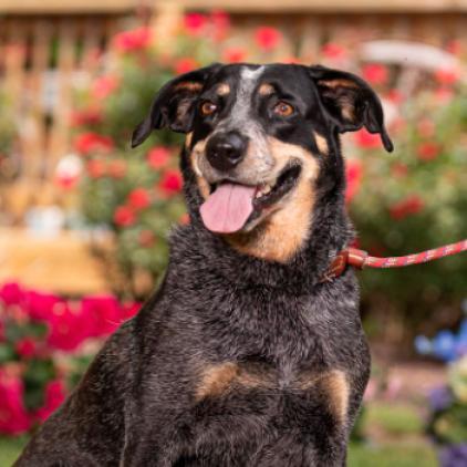 Enlarge Doris, a Adoptable mixed breed in Aldie, VA image 3/3