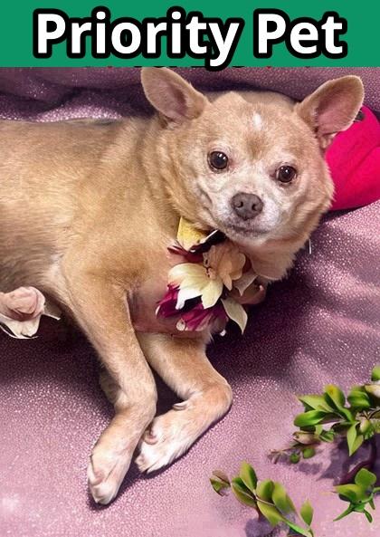 Enlarge Michelangelo   `A PRIORITY PET`, a Adoptable mixed breed in Columbia, SC image 1/5