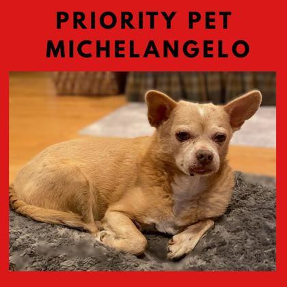 Michelangelo   `A PRIORITY PET`, Adoptable, Adult Male Chihuahua & Mixed Breed.