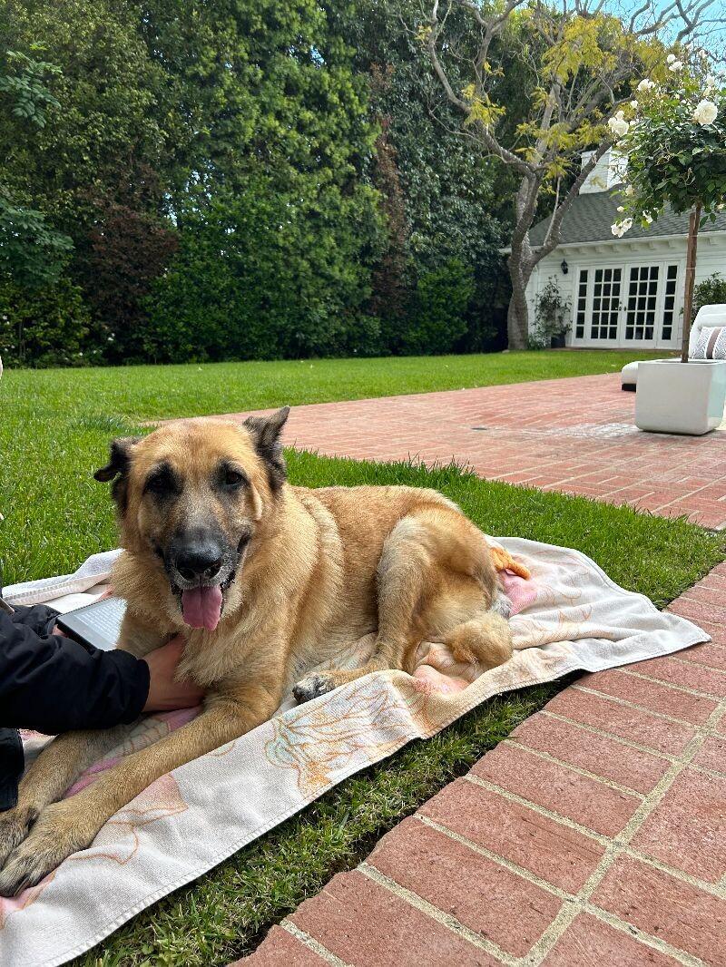 Enlarge Lizzie, a Adoptable German Shepherd Dog in Manhattan Beach, CA image 1/6