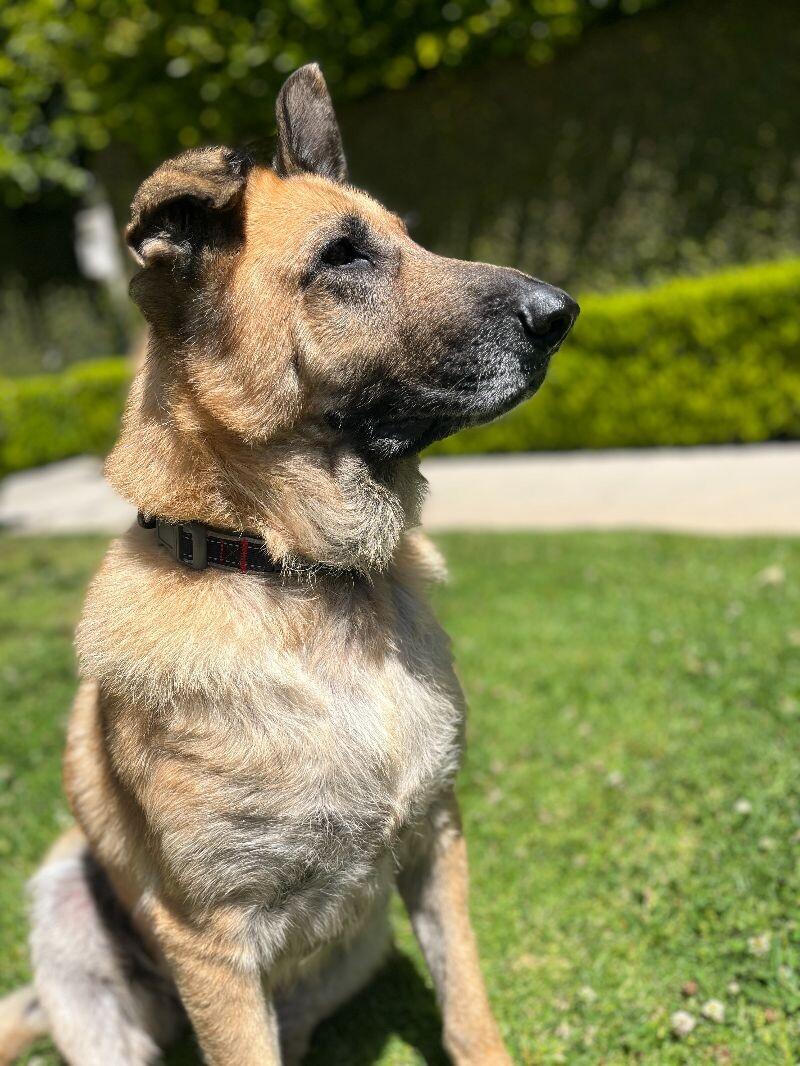 Enlarge Lizzie, a Adoptable German Shepherd Dog in Manhattan Beach, CA image 2/6