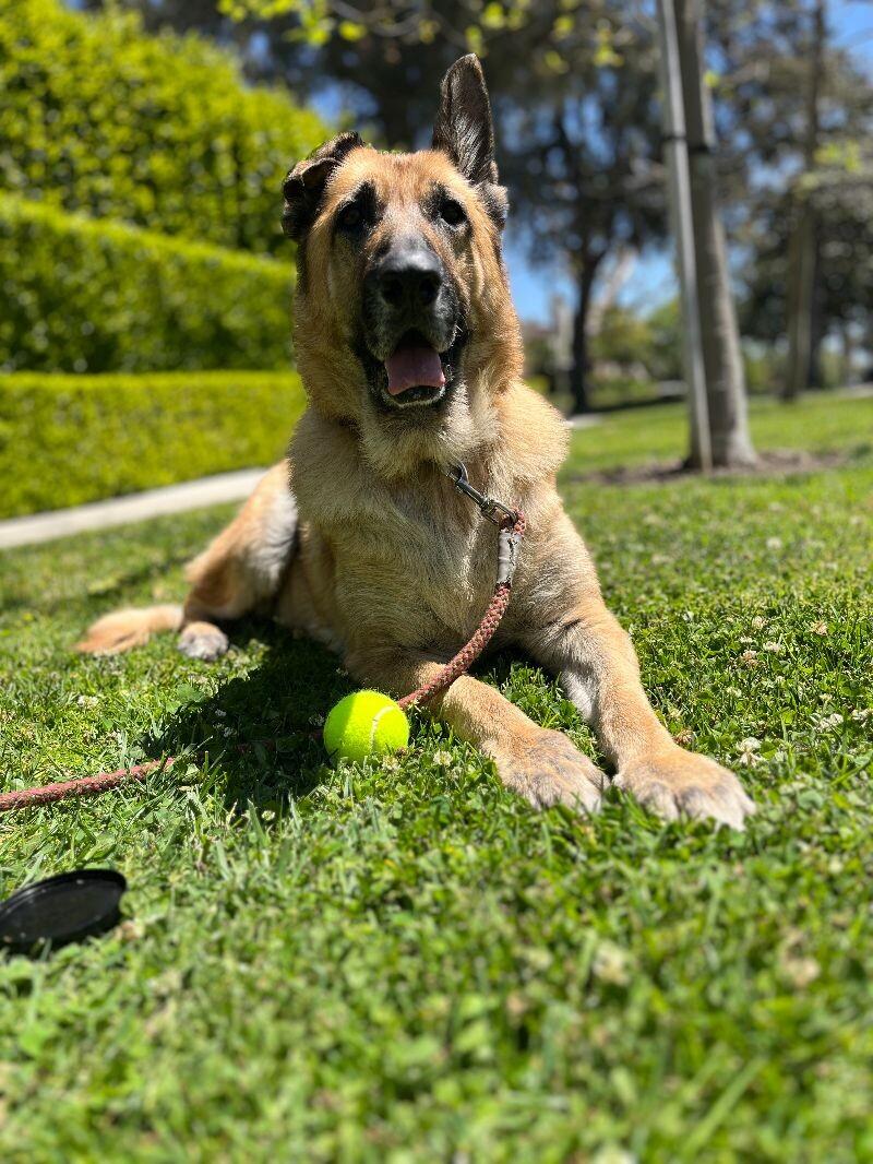 Enlarge Lizzie, a Adoptable German Shepherd Dog in Manhattan Beach, CA image 3/6