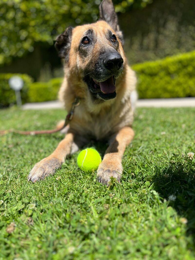 Enlarge Lizzie, a Adoptable German Shepherd Dog in Manhattan Beach, CA image 4/6