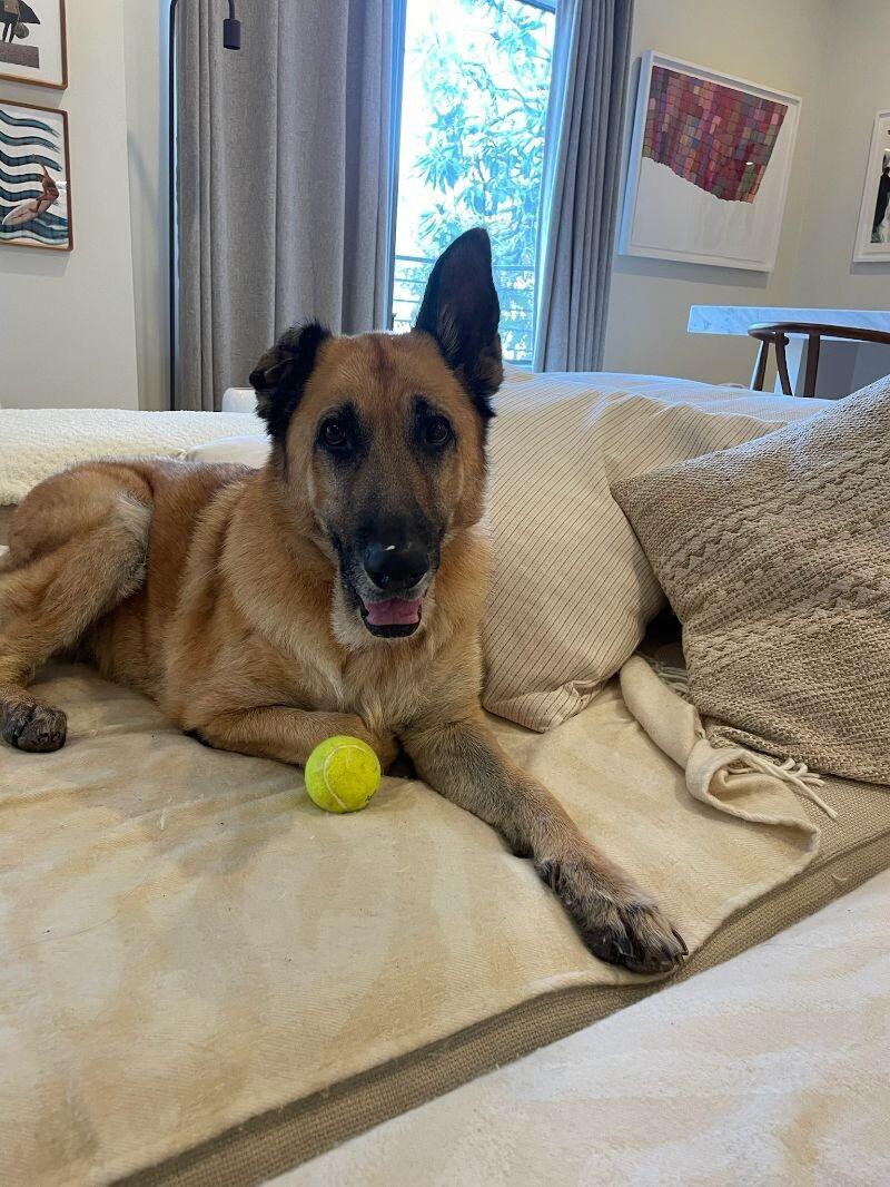 Enlarge Lizzie, a Adoptable German Shepherd Dog in Manhattan Beach, CA image 5/6