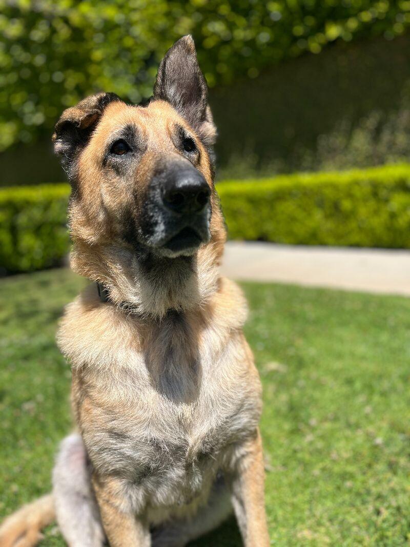Enlarge Lizzie, a Adoptable German Shepherd Dog in Manhattan Beach, CA image 6/6