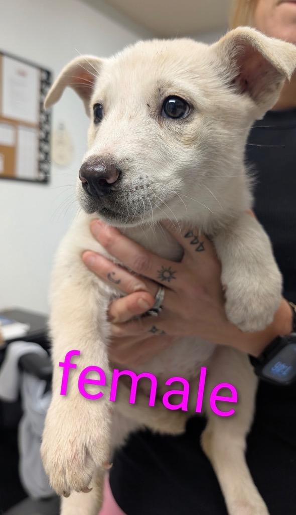 LG-Cecilia, Adoptable, Puppy Female Shepherd & Mixed Breed.