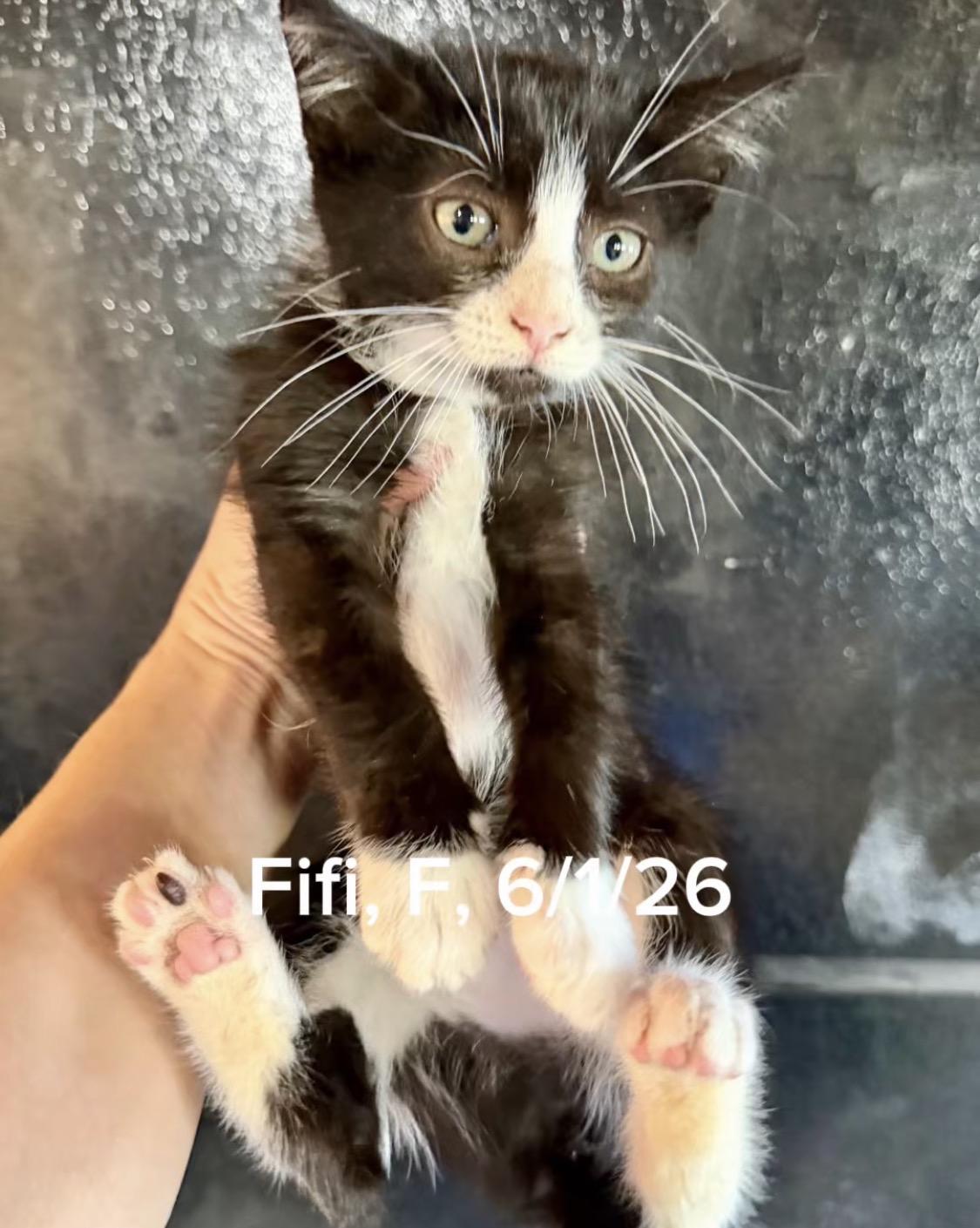 Fifi photo