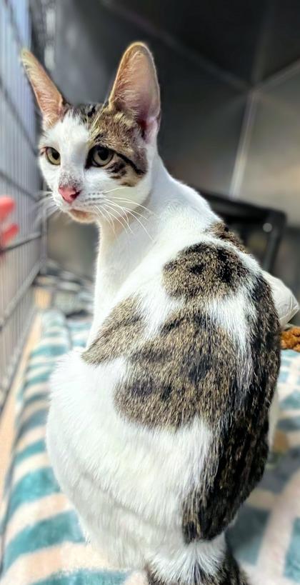 Marigold, Adoptable, Adult Female Domestic Short Hair & Domestic Short Hair.