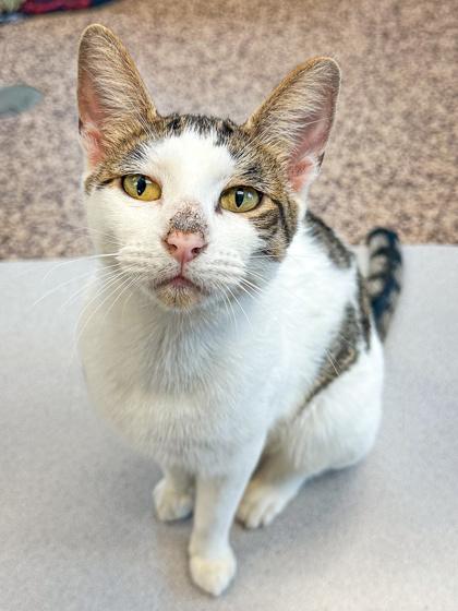 Enlarge Marigold, a Adoptable Domestic Short Hair in Jamestown, NY image 2/3