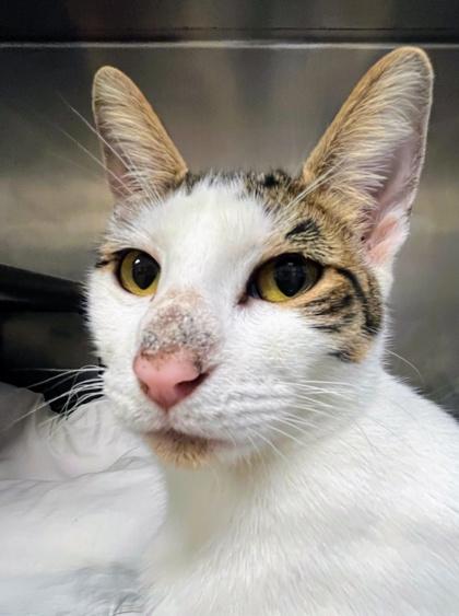 Enlarge Marigold, a Adoptable Domestic Short Hair in Jamestown, NY image 3/3