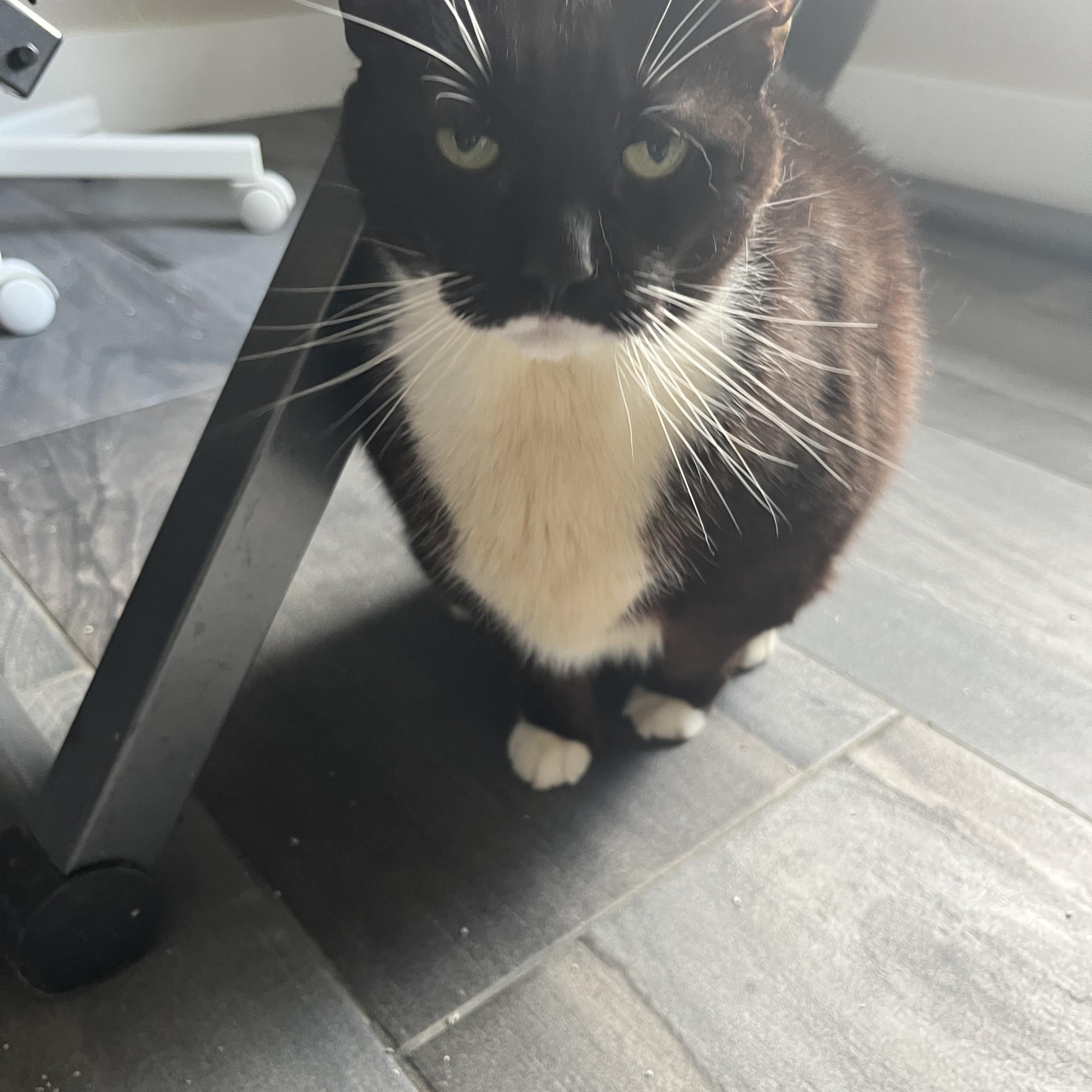 Dottie