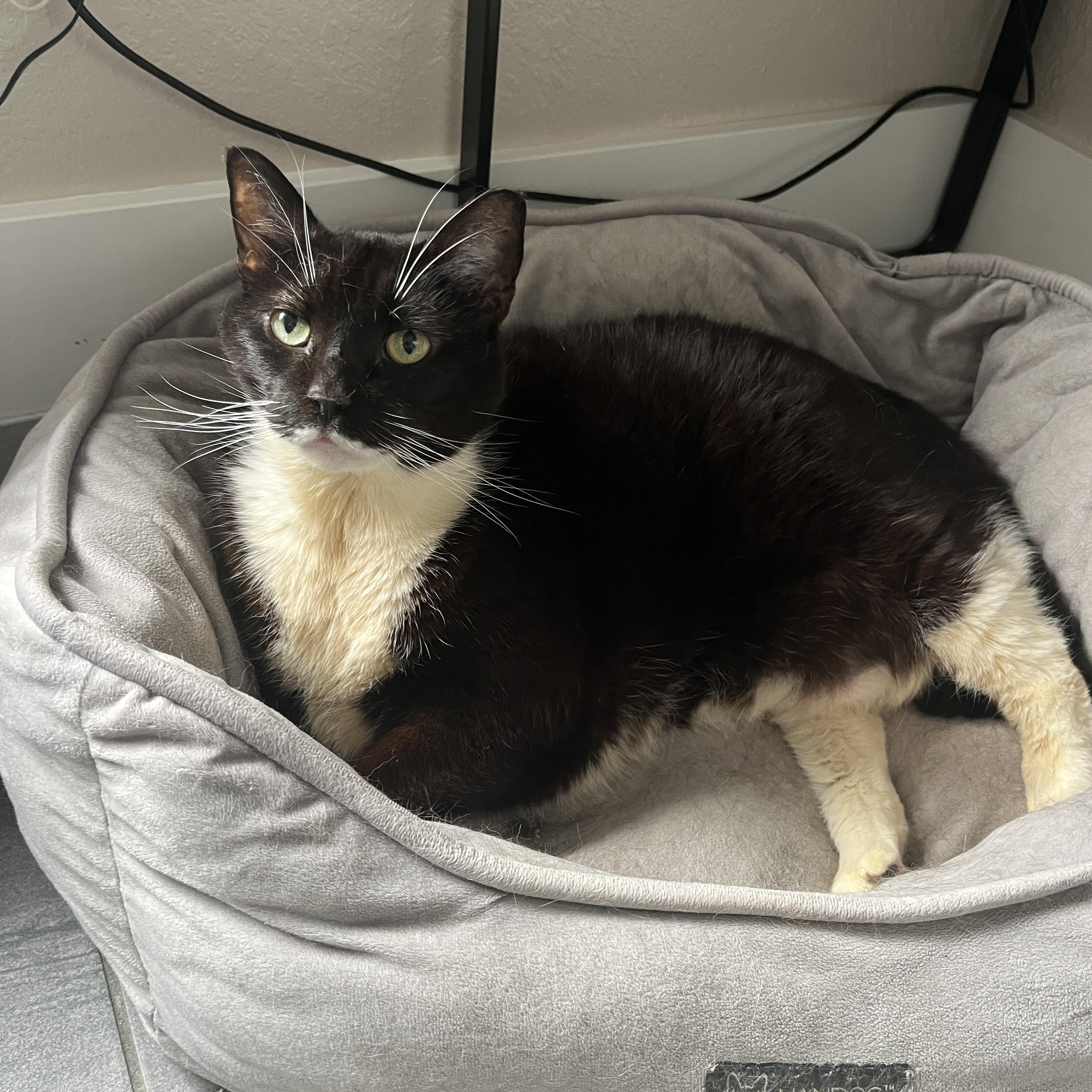 Dottie
