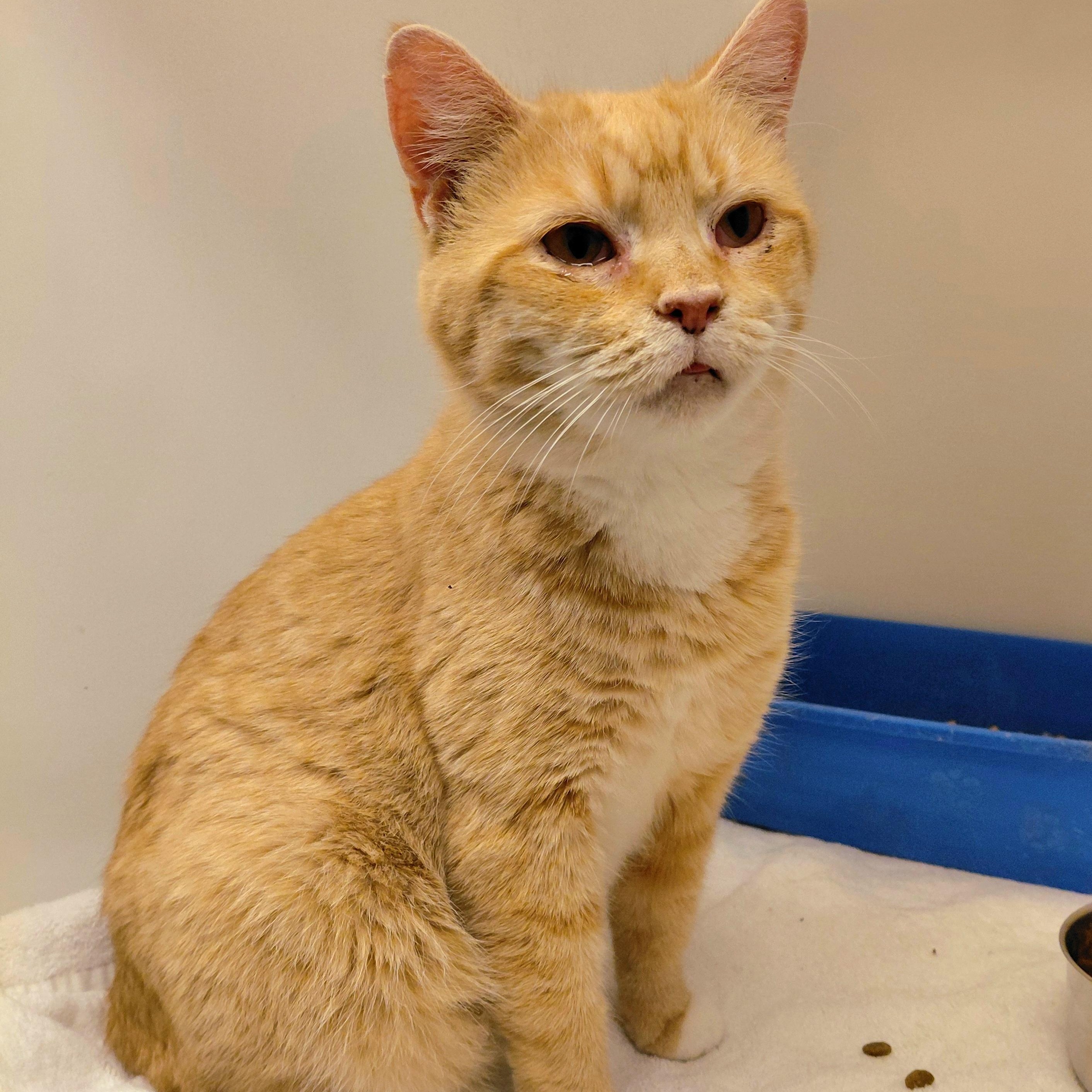 Sage, ADOPTABLE, Adult Female Domestic Short Hair.