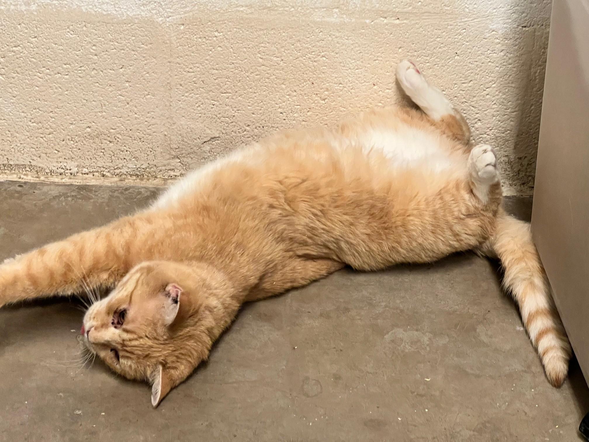 Sage, a ADOPTABLE Domestic Short Hair in Stanley, VA image 3/5