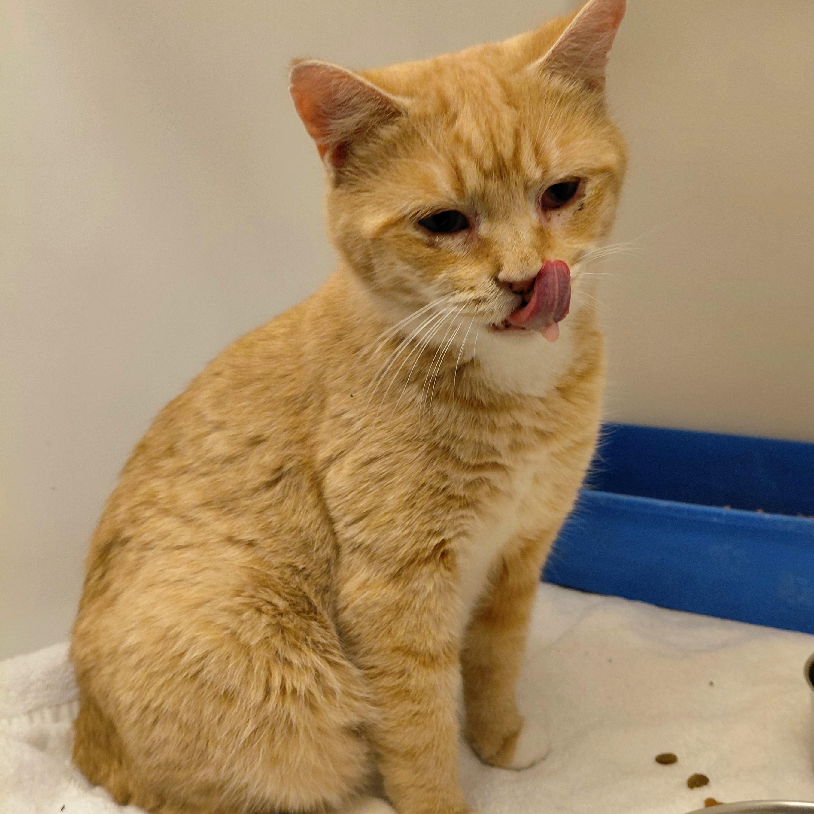 Sage, a ADOPTABLE Domestic Short Hair in Stanley, VA image 5/5