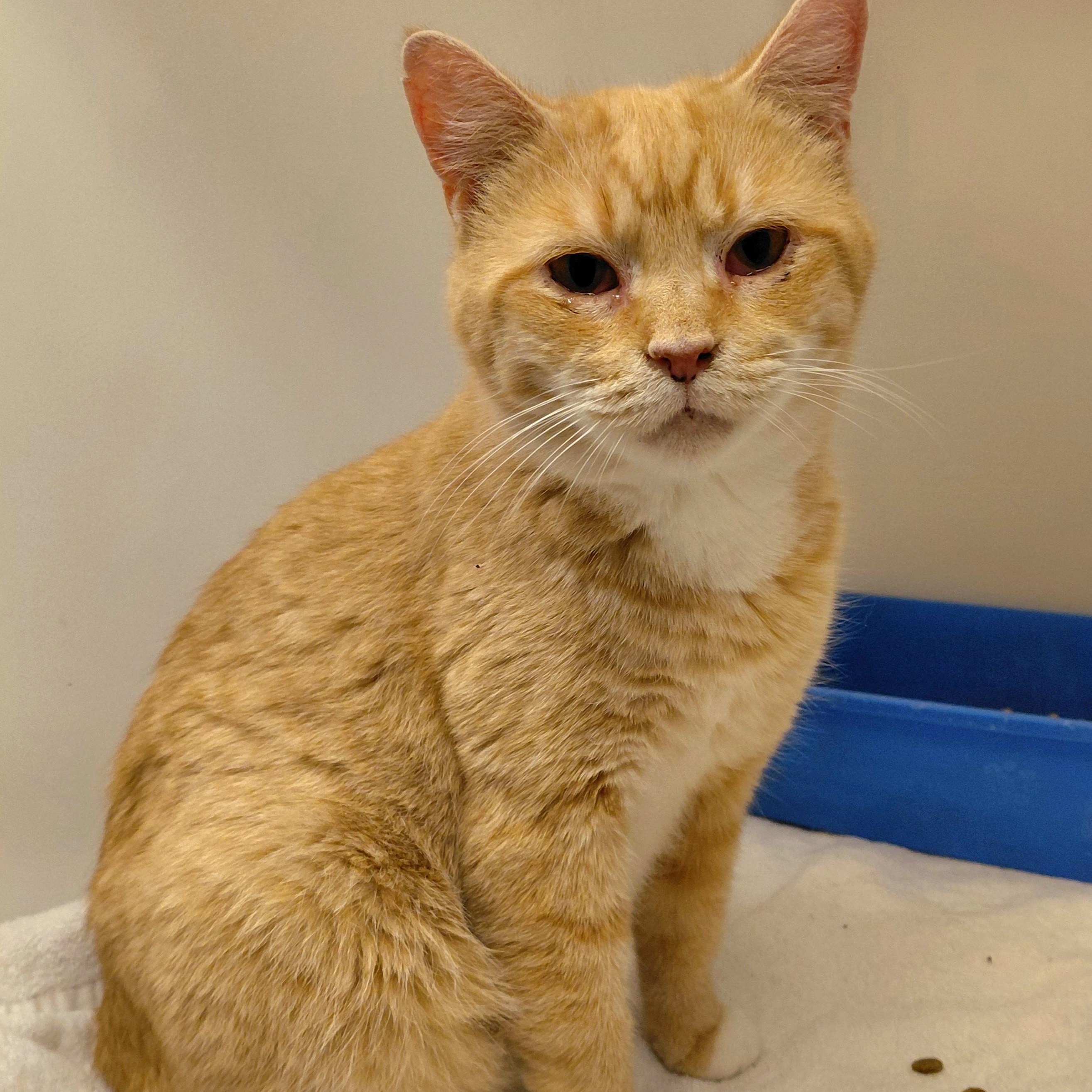 Sage, a ADOPTABLE Domestic Short Hair in Stanley, VA image 2/5