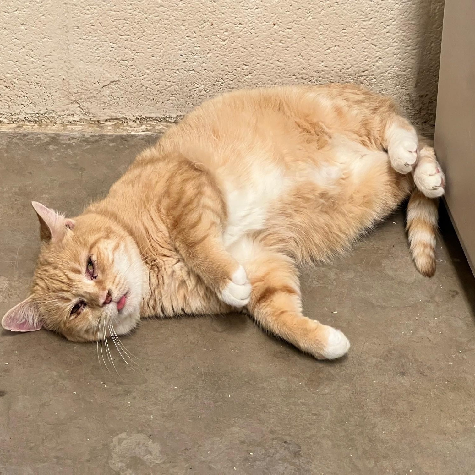 Sage, a ADOPTABLE Domestic Short Hair in Stanley, VA image 4/5