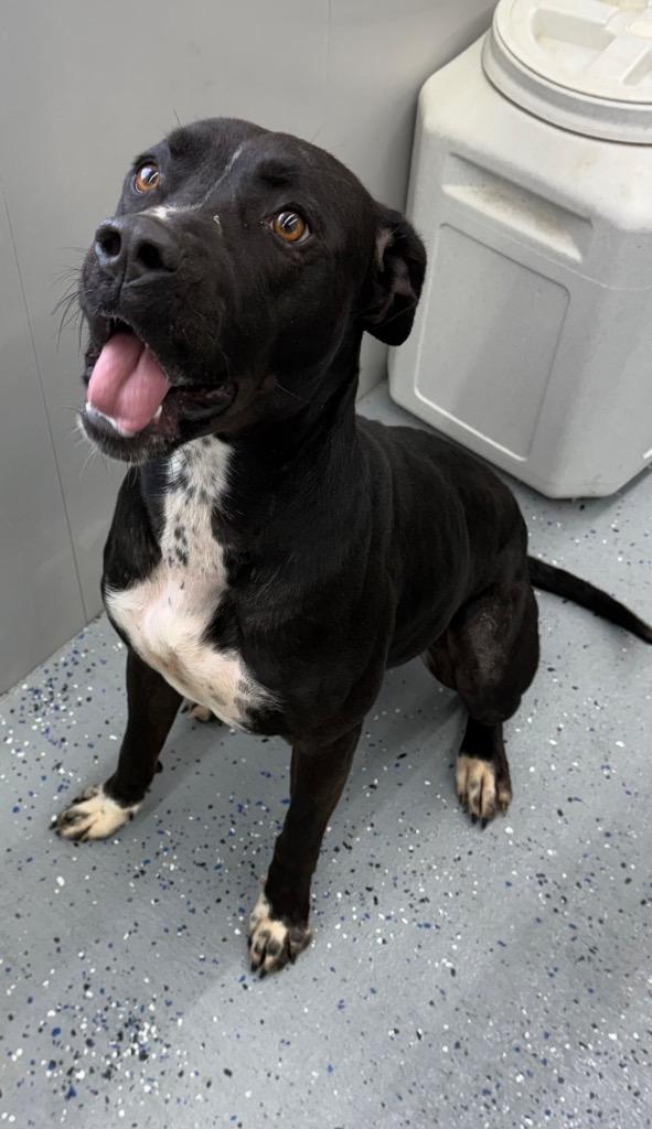 Honey Bee, Adoptable, Young Female Pit Bull Terrier.