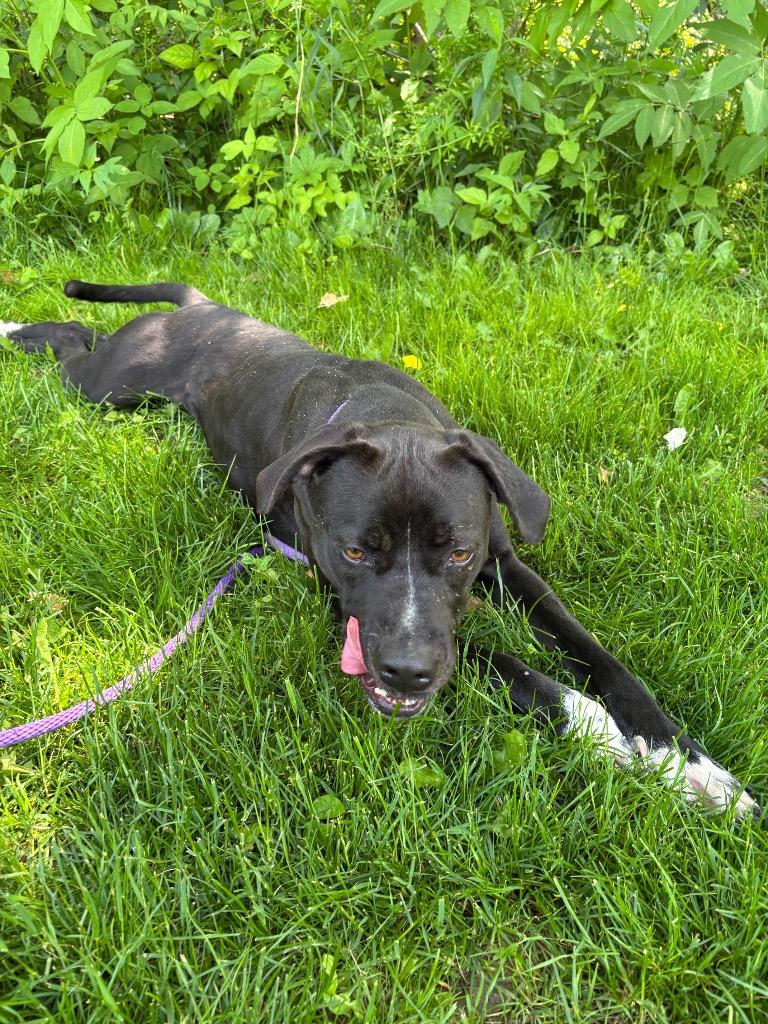 Enlarge Honey Bee, a Adoptable Pit Bull Terrier in Greencastle, IN image 2/6