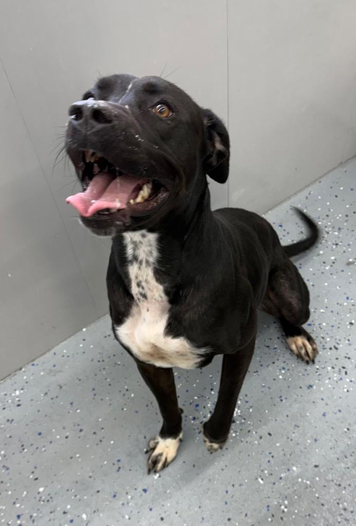 Enlarge Honey Bee, a Adoptable Pit Bull Terrier in Greencastle, IN image 3/6