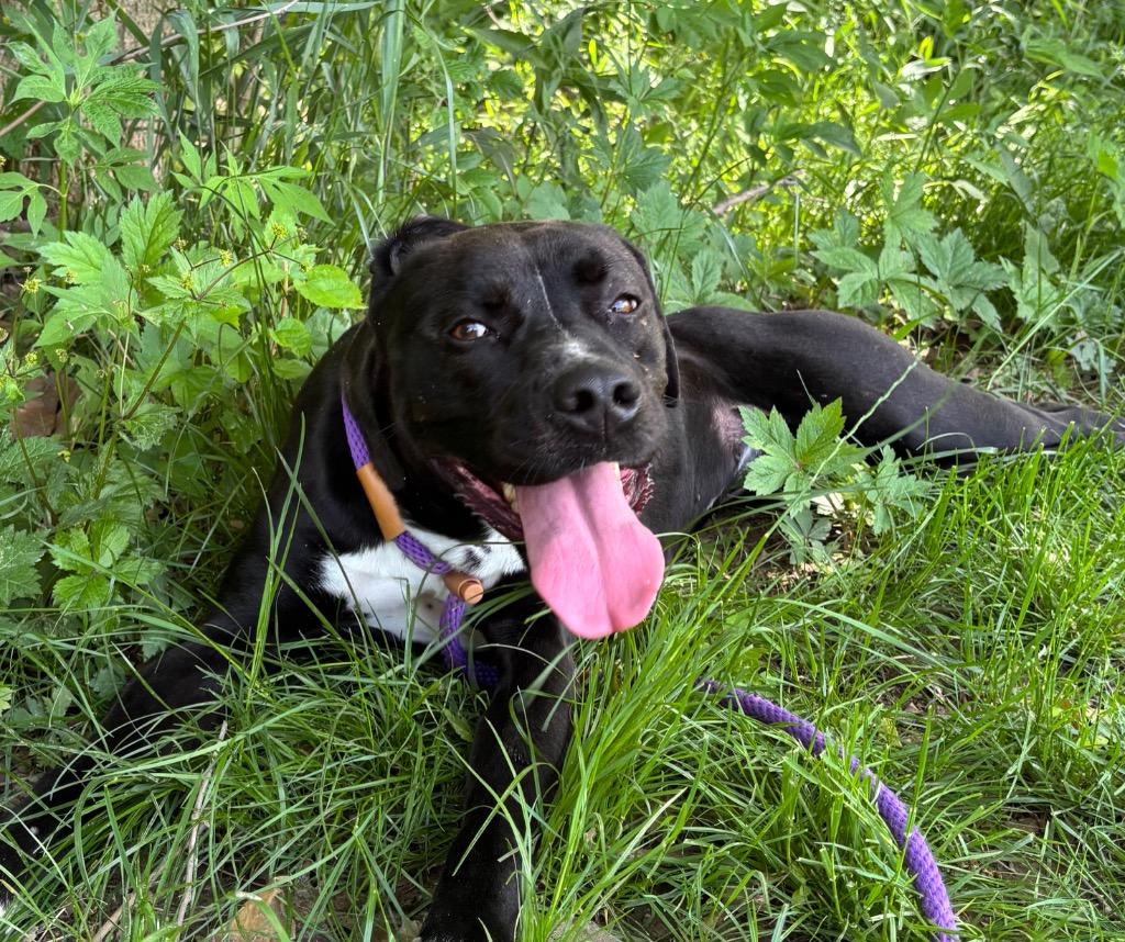 Enlarge Honey Bee, a Adoptable Pit Bull Terrier in Greencastle, IN image 4/6