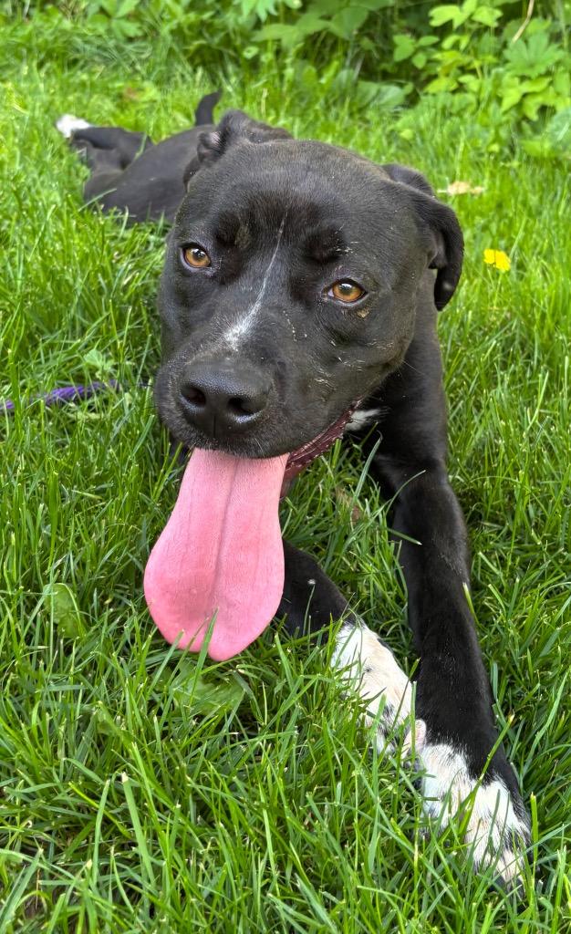 Enlarge Honey Bee, a Adoptable Pit Bull Terrier in Greencastle, IN image 5/6