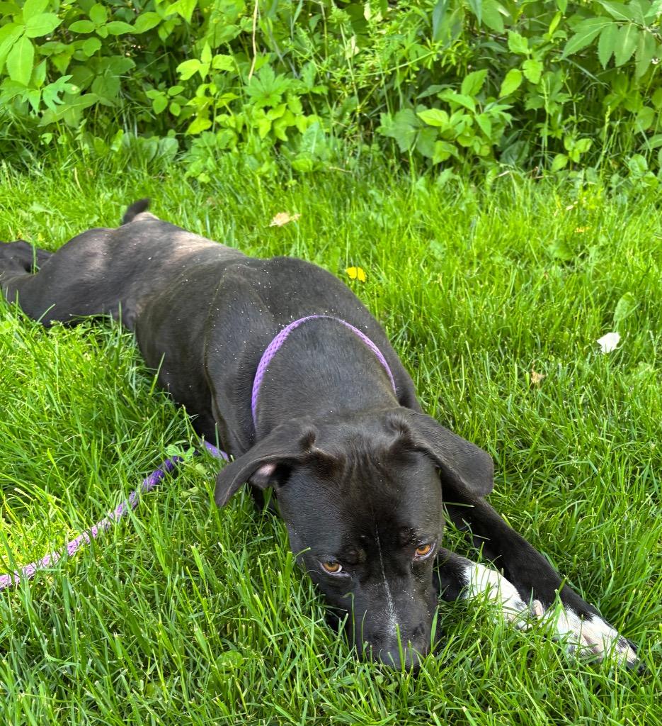 Enlarge Honey Bee, a Adoptable Pit Bull Terrier in Greencastle, IN image 6/6
