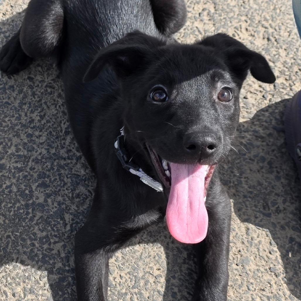 Vibe, Adoptable, Puppy Female Mixed Breed.