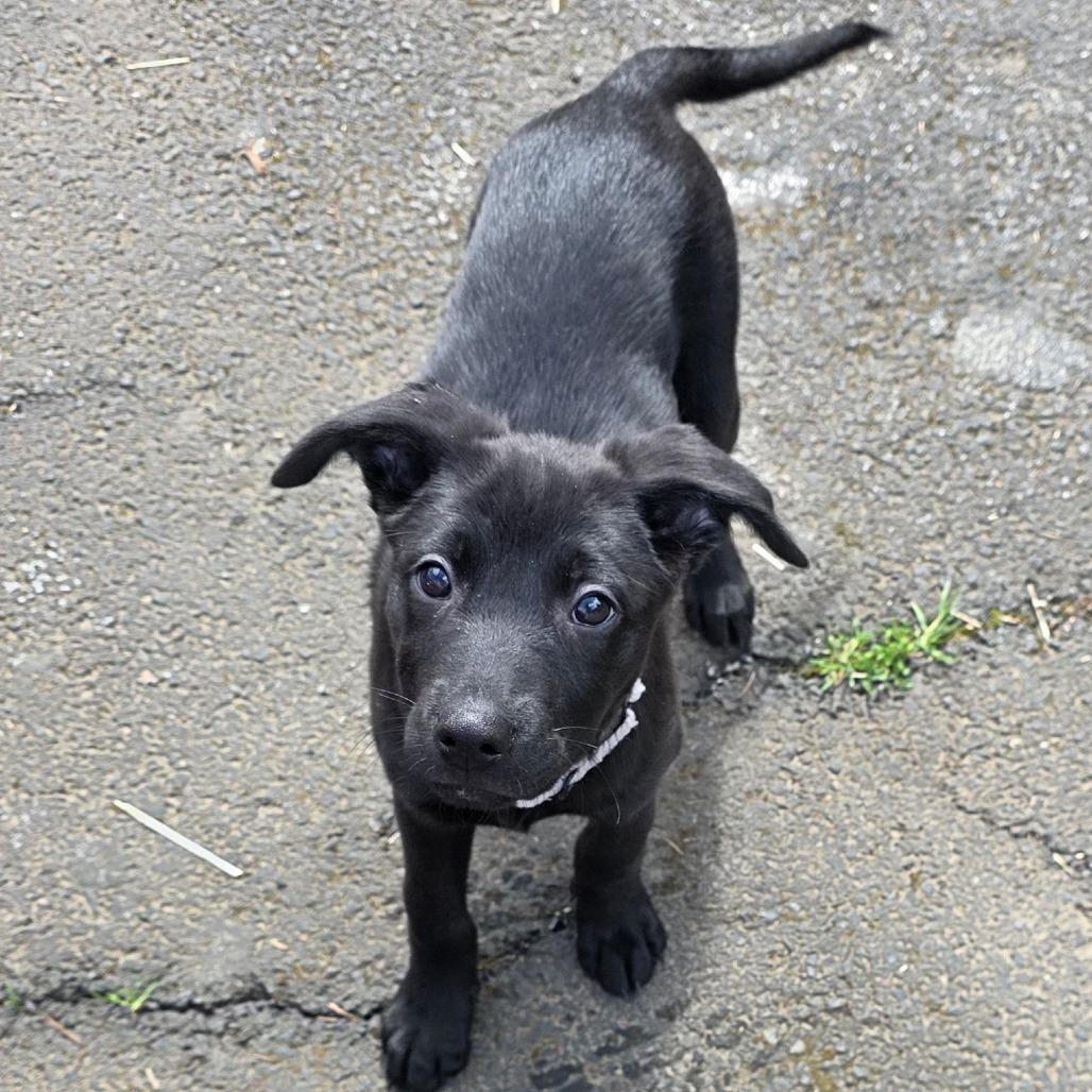 Enlarge Vibe, a Adoptable Mixed Breed in Centralia, WA image 2/6