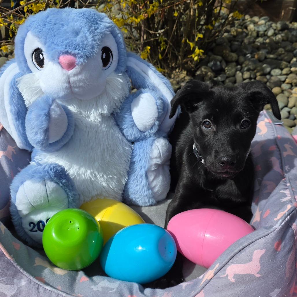 Enlarge Vibe, a Adoptable Mixed Breed in Centralia, WA image 3/6