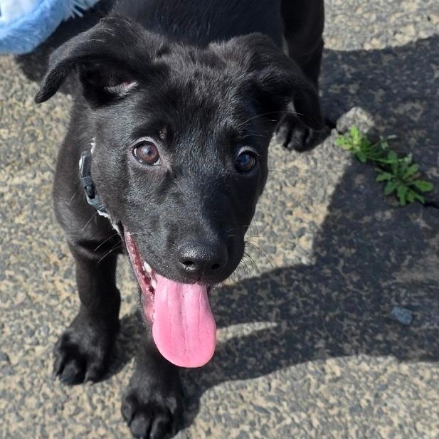 Enlarge Vibe, a Adoptable Mixed Breed in Centralia, WA image 4/6