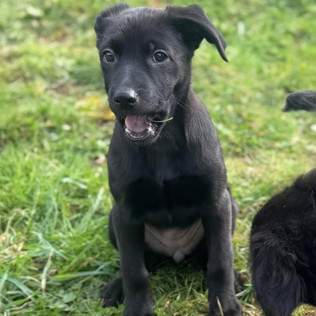 Enlarge Vibe, a Adoptable Mixed Breed in Centralia, WA image 5/6
