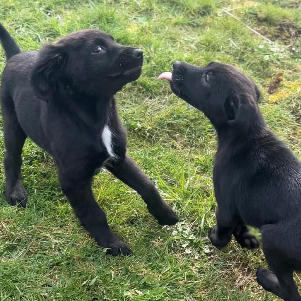 Enlarge Vibe, a Adoptable Mixed Breed in Centralia, WA image 6/6