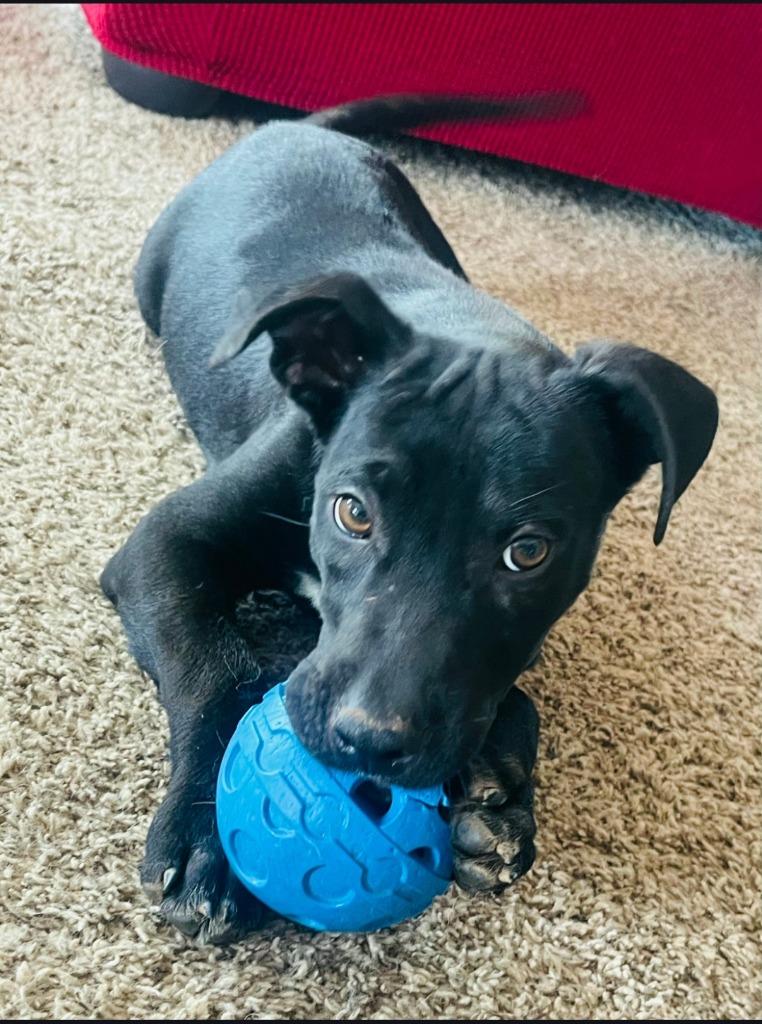 Viper, Adoptable, Puppy Male Australian Cattle Dog / Blue Heeler & Pit Bull Terrier.