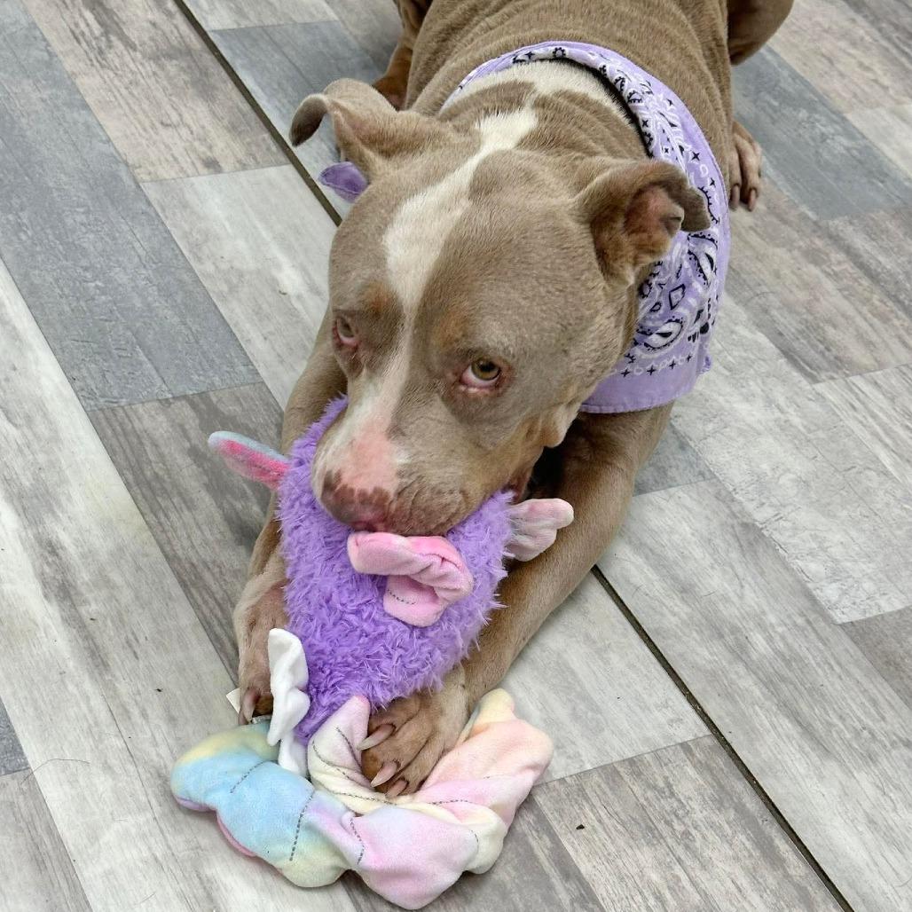Roxie, Adoptable, Adult Female Pit Bull Terrier.