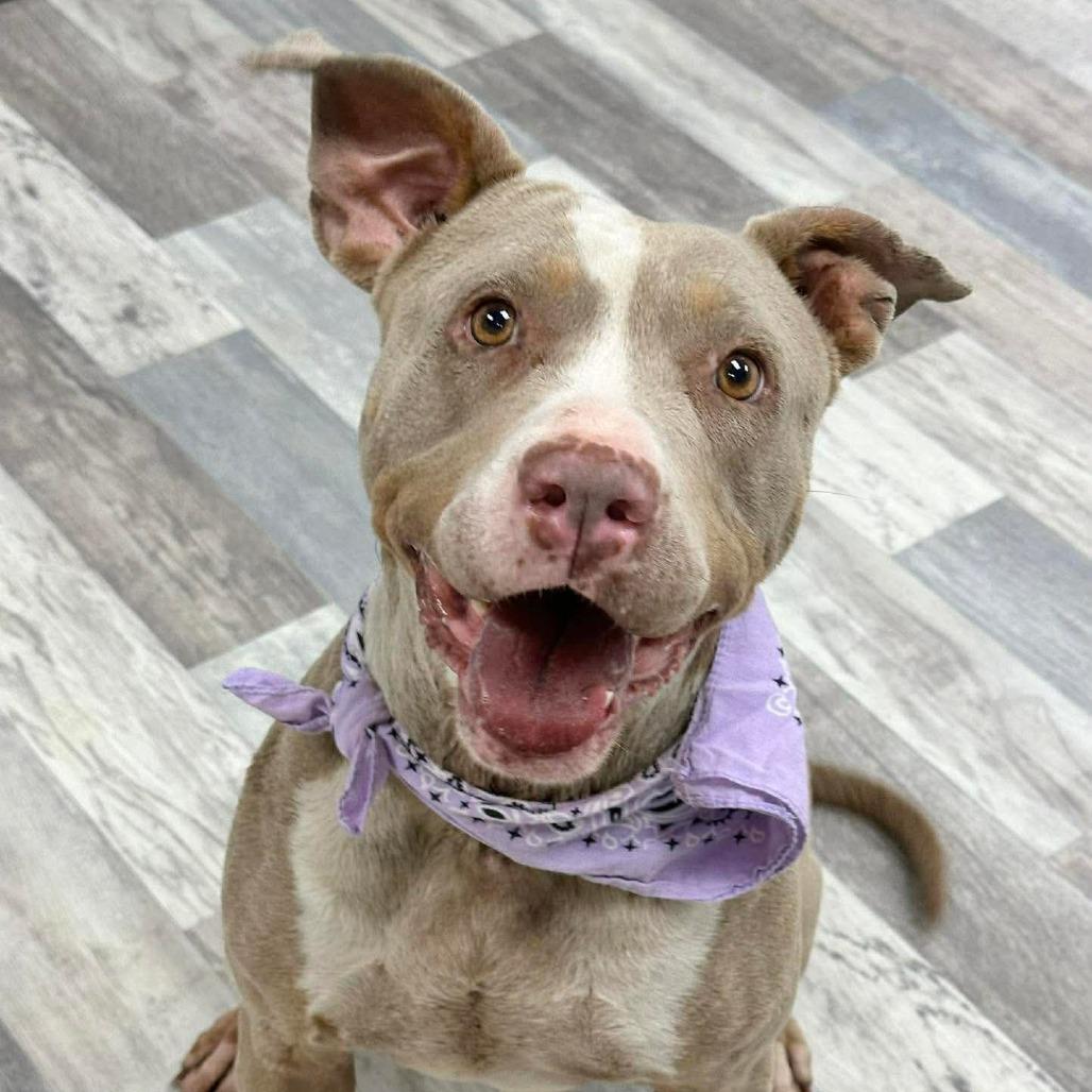Enlarge Roxie, a Adoptable Pit Bull Terrier in Lufkin, TX image 2/4