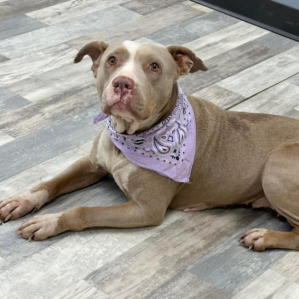 Enlarge Roxie, a Adoptable Pit Bull Terrier in Lufkin, TX image 3/4