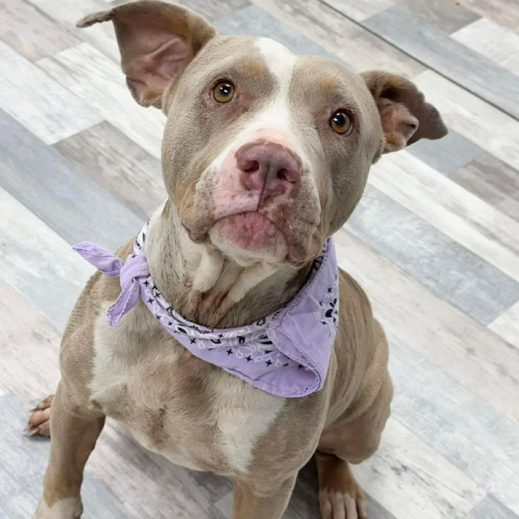 Enlarge Roxie, a Adoptable Pit Bull Terrier in Lufkin, TX image 4/4